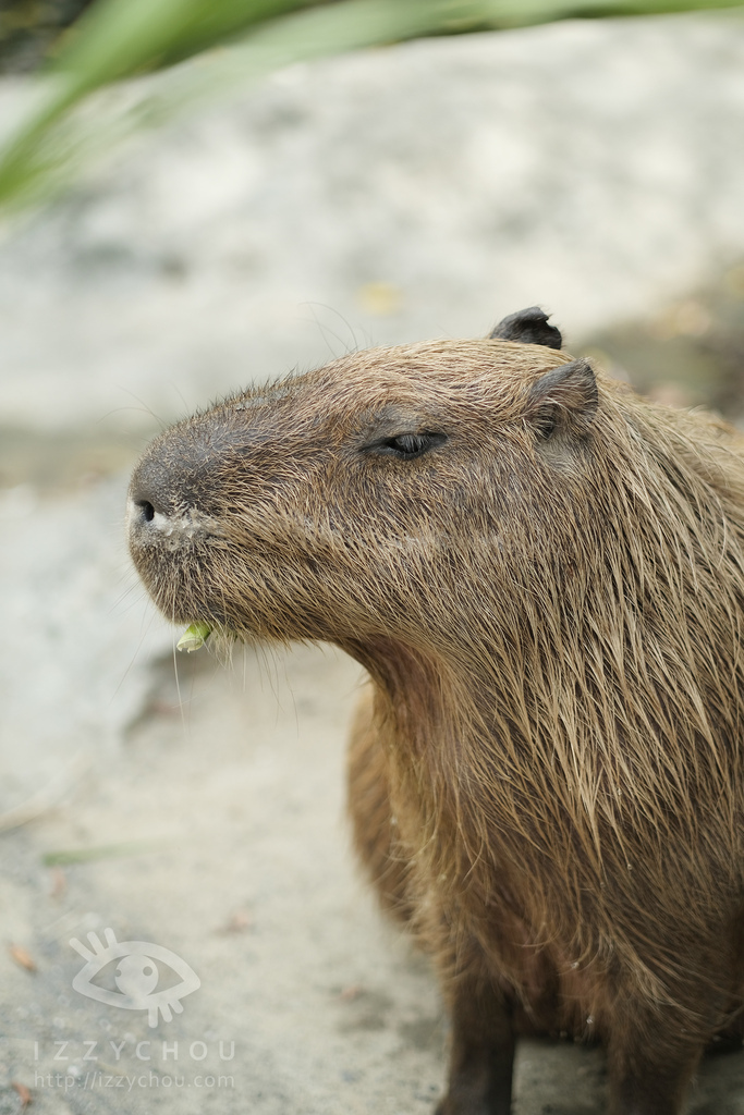 頑皮世界野生動物園