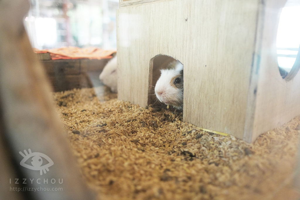 頑皮世界野生動物園