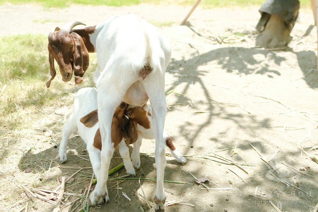 頑皮世界野生動物園