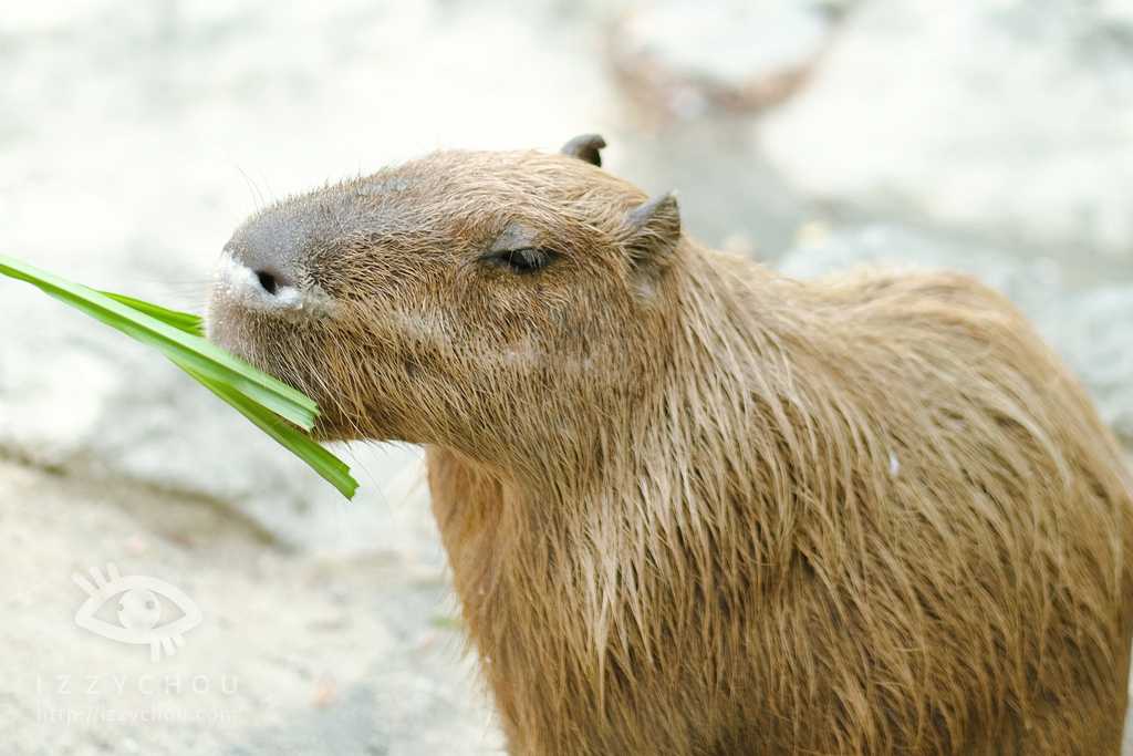 頑皮世界野生動物園