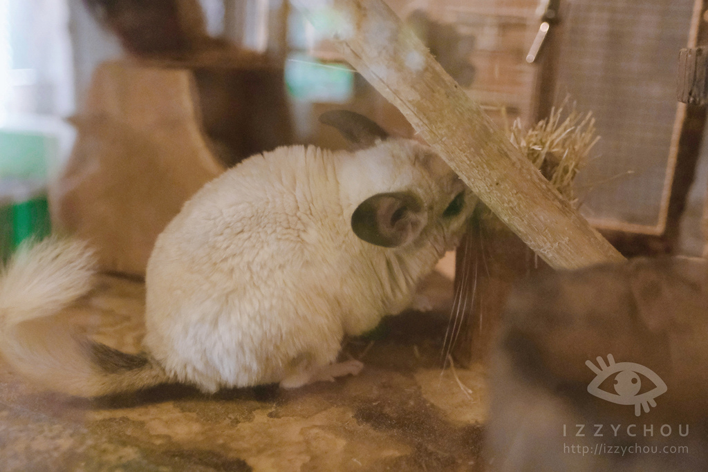 頑皮世界野生動物園