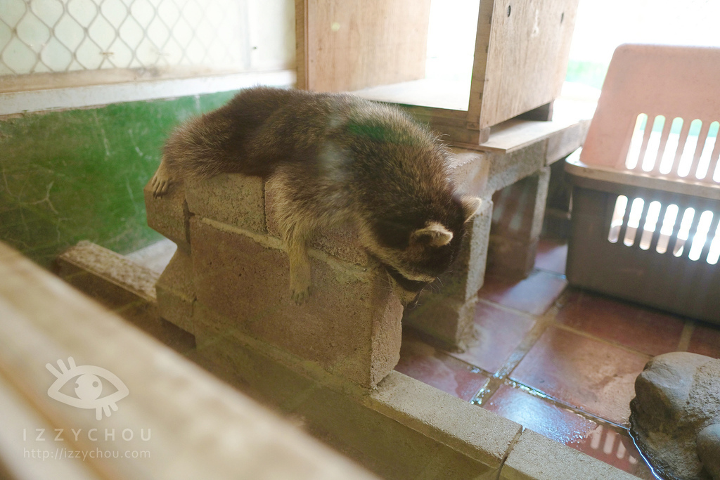 頑皮世界野生動物園