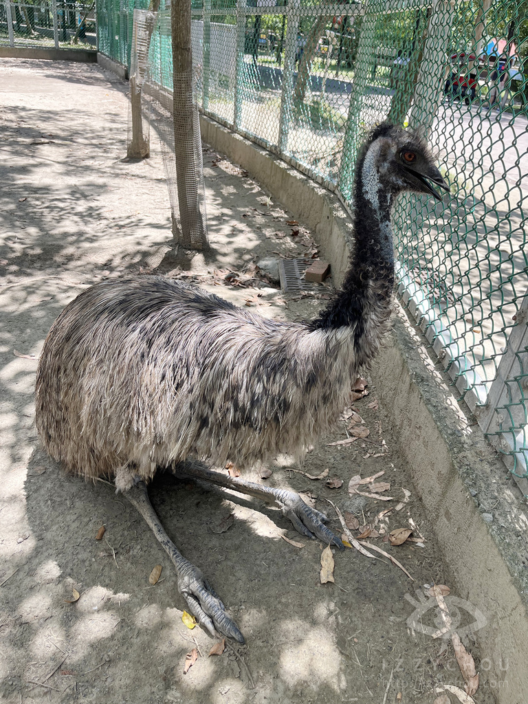 頑皮世界野生動物園