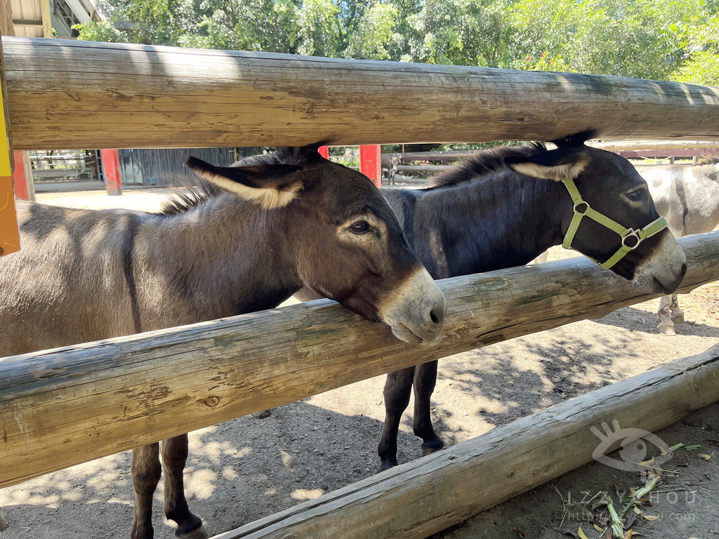 頑皮世界野生動物園