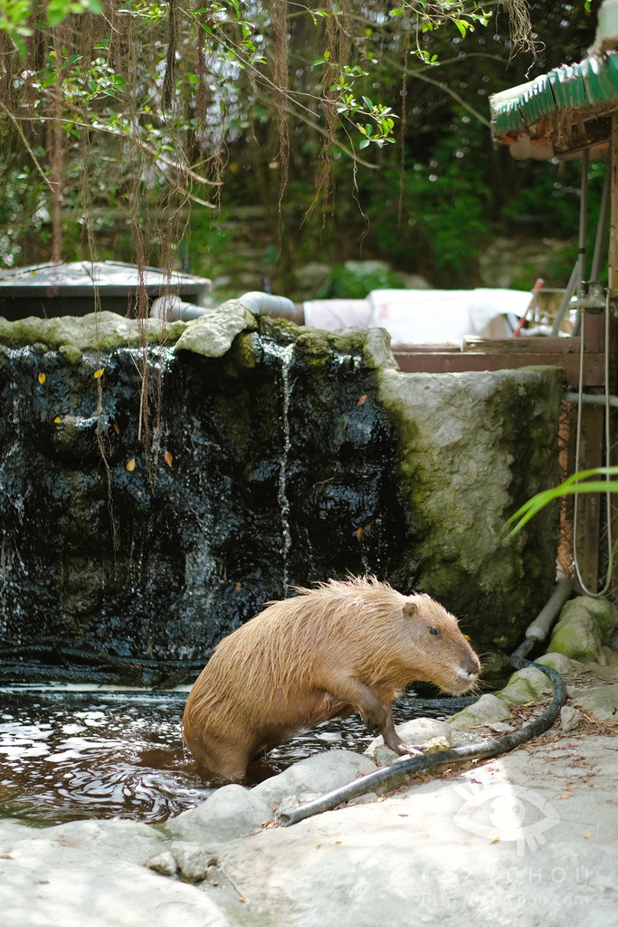 頑皮世界野生動物園