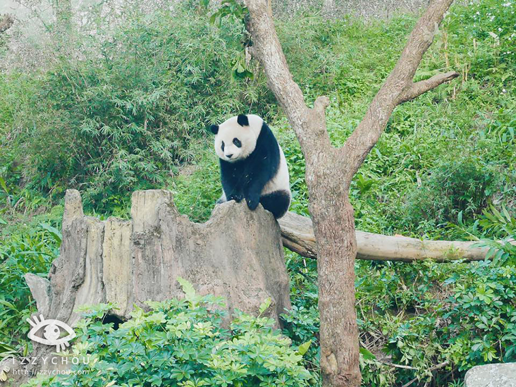 腳踏車_木柵動物園3.jpg