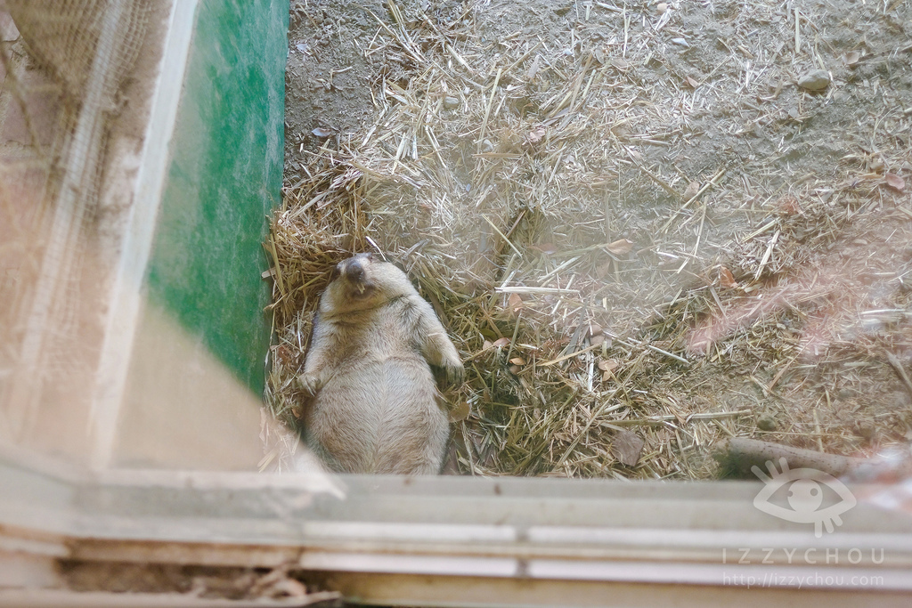 頑皮世界野生動物園