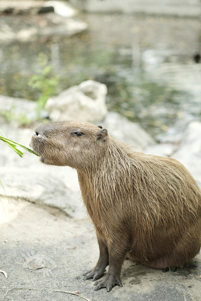 頑皮世界野生動物園