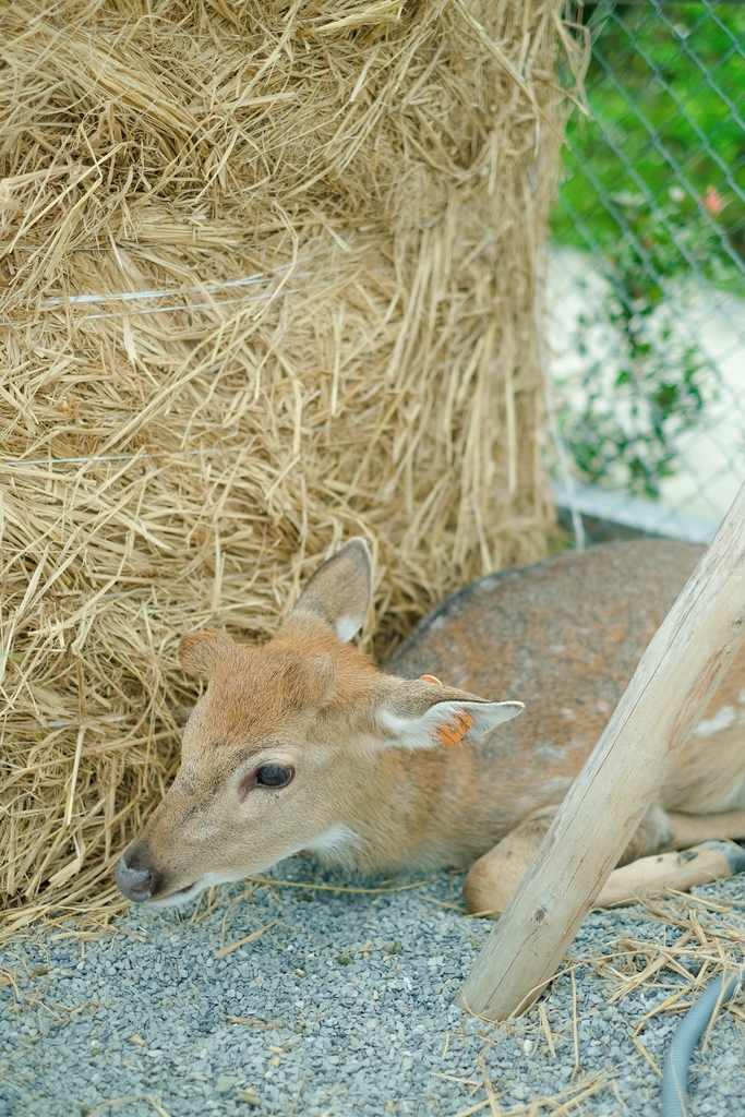 宜蘭三星親子農場 星寶l鄉間小路 餵鹿 蔥油餅