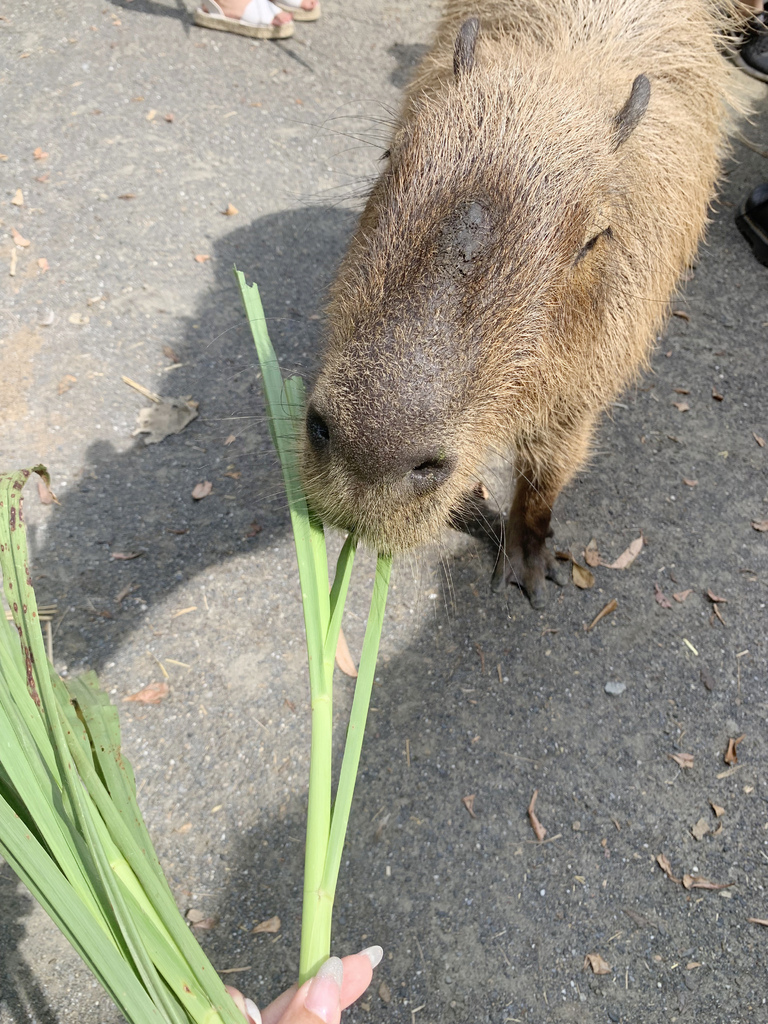 頑皮世界野生動物園